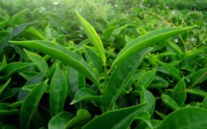 variétés de thé vert