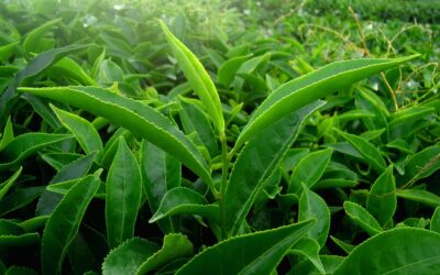 Un voyage à travers les différentes variétés de thé vert : A la découverte des thés de France et de Chine