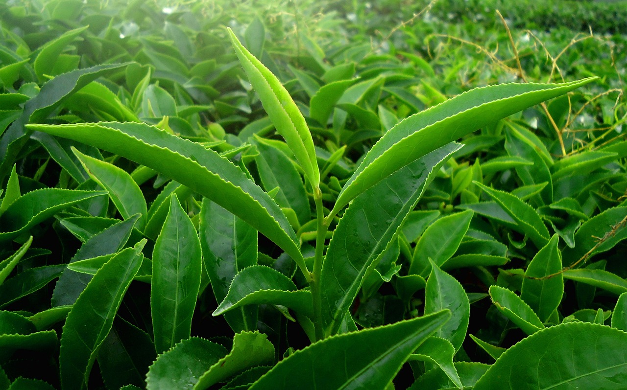 variétés de thé vert