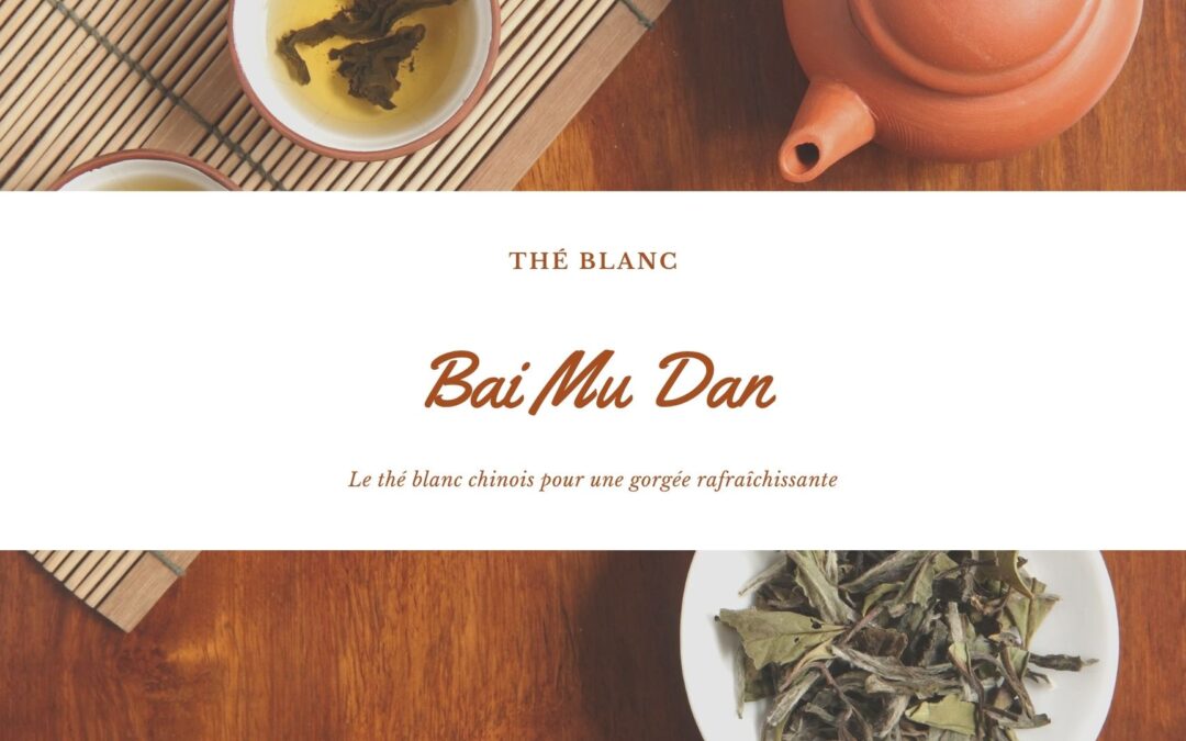 Bai Mu Dan : Le thé blanc chinois pour une gorgée rafraîchissante