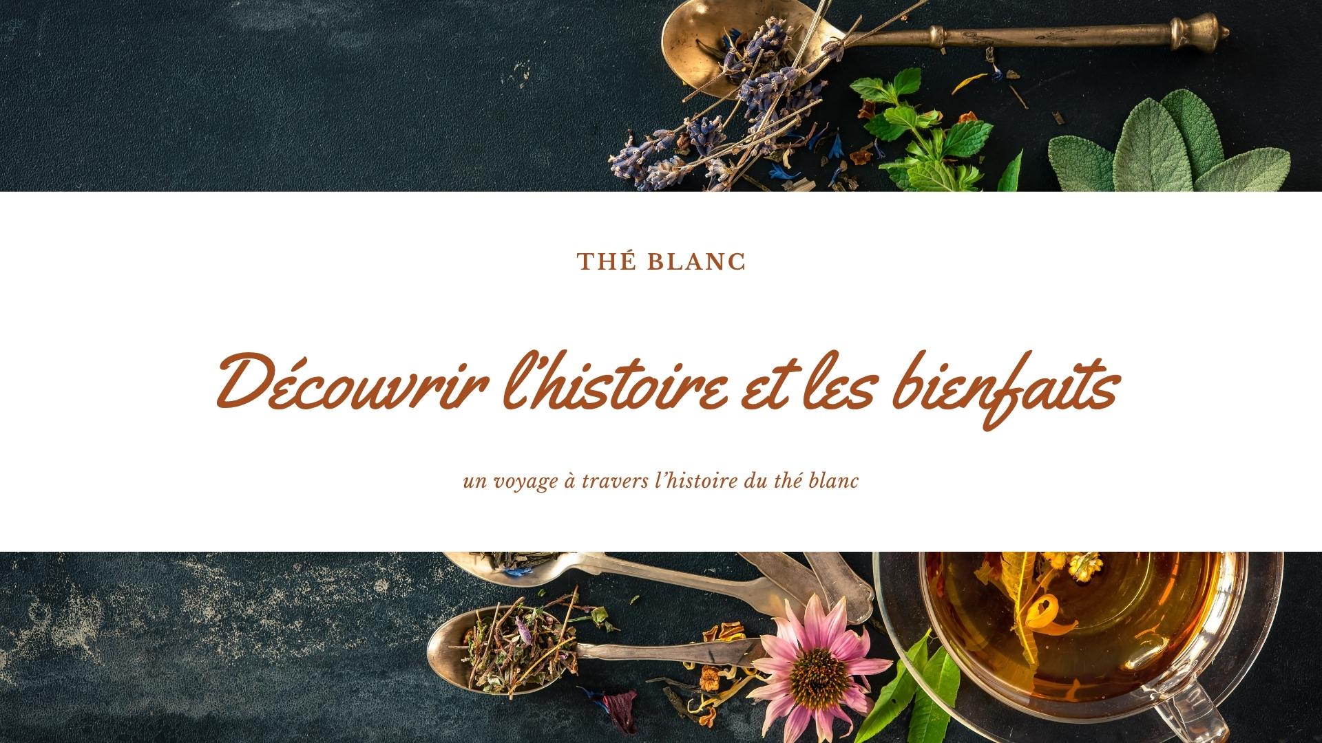 histoire et bienfaits thé blanc