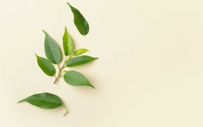 Comment infuser le thé vert pour en tirer le meilleur : techniques et temps d’infusion avec Dammann Frères