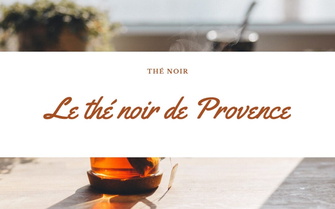 Découvrir les caractéristiques uniques du Thé Noir de Provence (France)