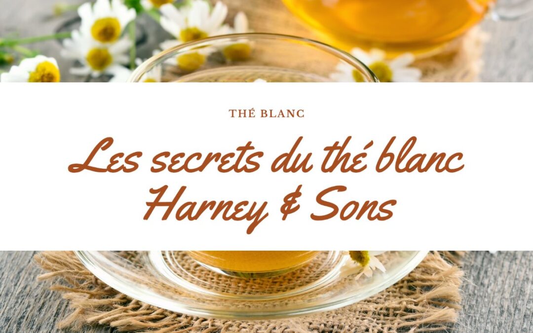 Les secrets de la culture du thé blanc : tout ce que vous devez savoir avec la marque Harney & Sons