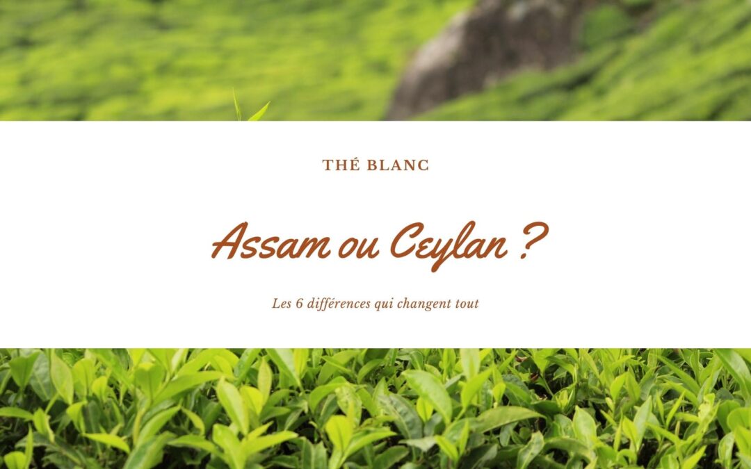 Assam ou Ceylan ? Les 6 différences qui changent tout