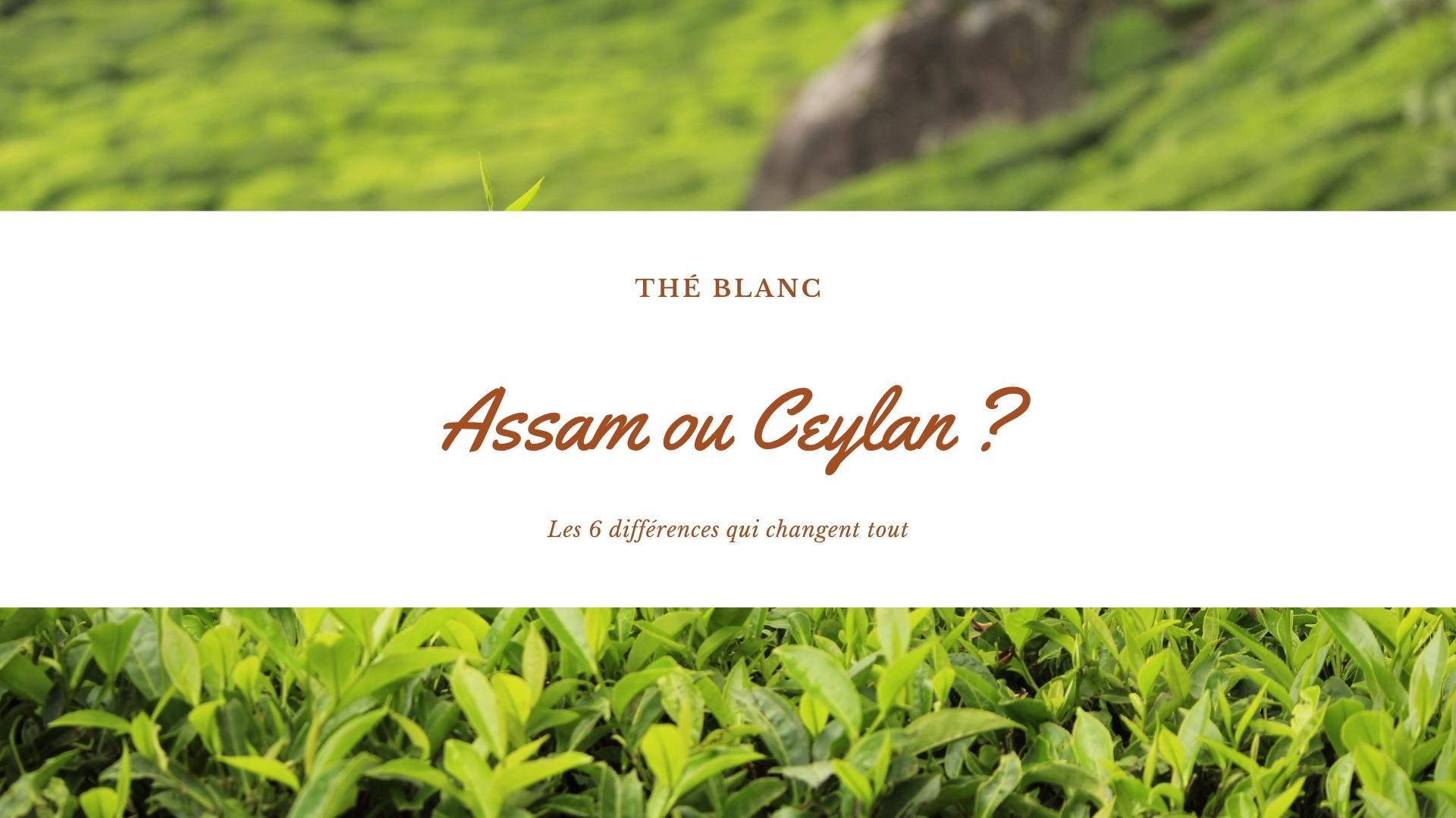 Assam ou Ceylan Assam ou Ceylan