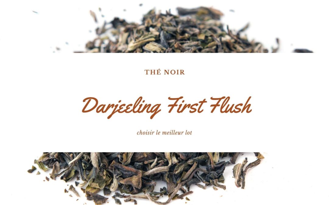 Darjeeling First Flush 2025 : choisir le meilleur lot