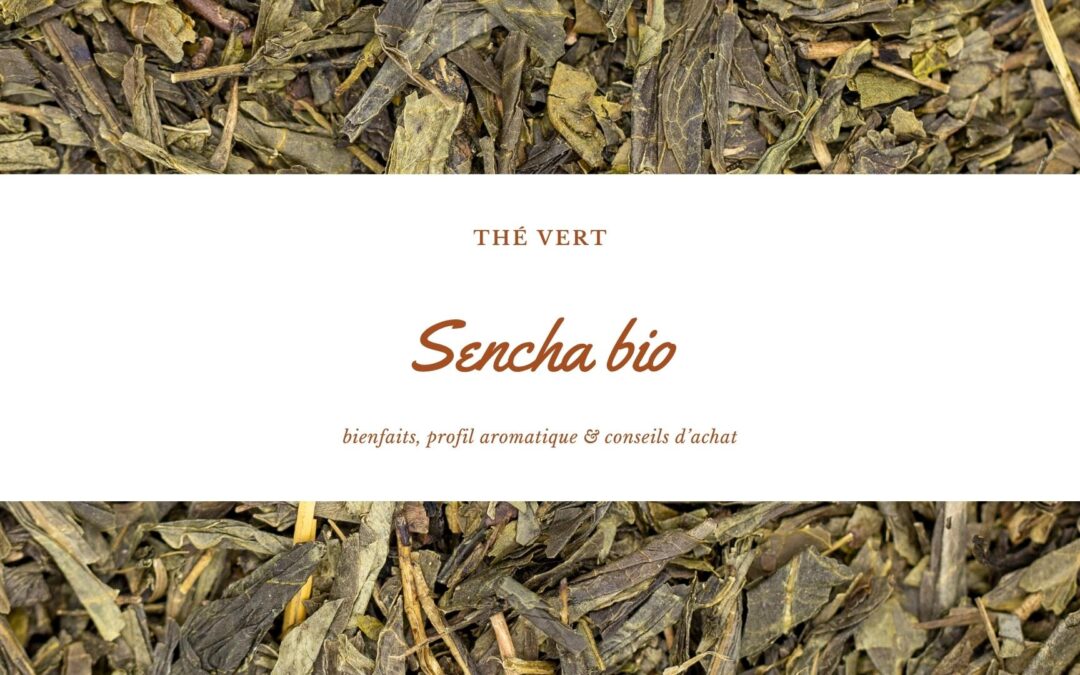 Sencha bio : bienfaits, profil aromatique & conseils d’achat