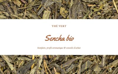 Sencha bio : bienfaits, profil aromatique & conseils d’achat